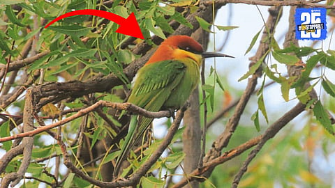 Badami Headed Bird