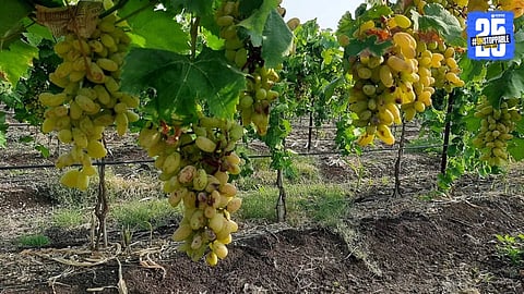 Grape Season