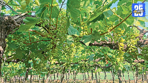 Grapes