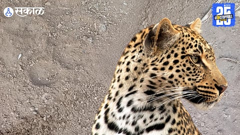 leopard attack Pachhapur 