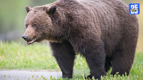 Bear Attack