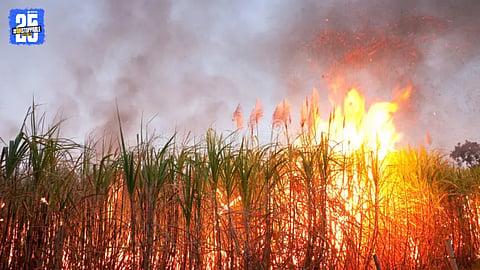 Burnt sugarcane fields after a major fire incident near Panchganga river in Hupari.