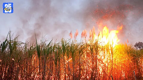 Farmers burn standing sugarcane crop during protest over blocked farm road access.