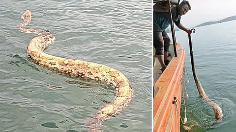 Indian Rock Python