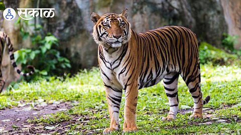 AI-Generated Tiger Video Creates Panic in Karad
