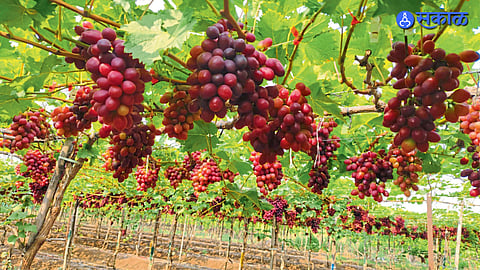 Grapes