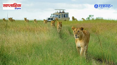 Masai Mara