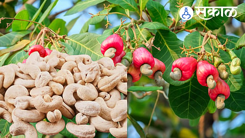 GI-tagged cashew nuts from Sindhudurg fetch high demand in markets
