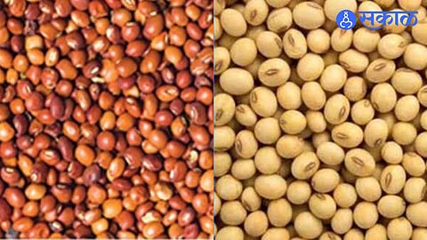 tur and soyabean
