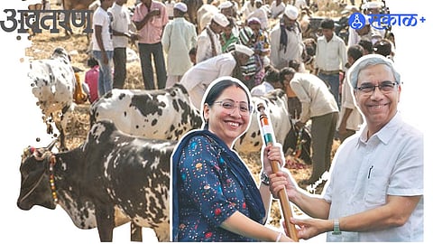 Dairy Scheme Failure