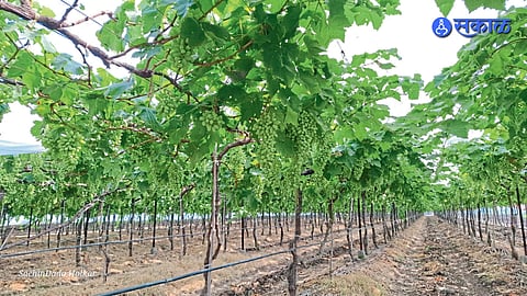 Grape Export