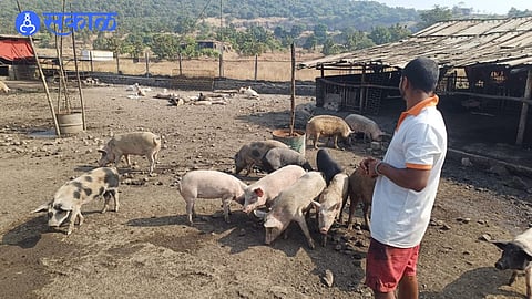 Pali Pig Farm