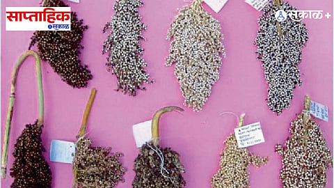 millet conservation India
