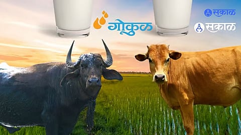 cooperative dairy initiatives Maharashtra