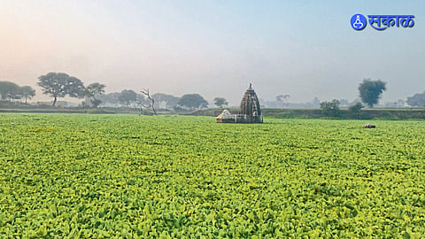 Godavari River
