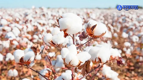 Cotton Cultivation