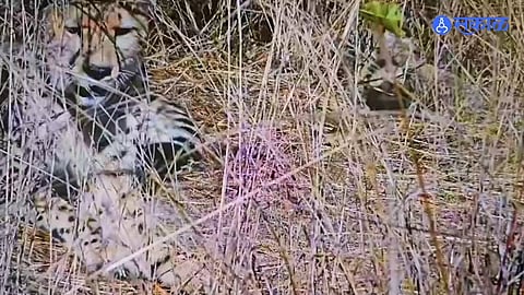 Cheetah Video