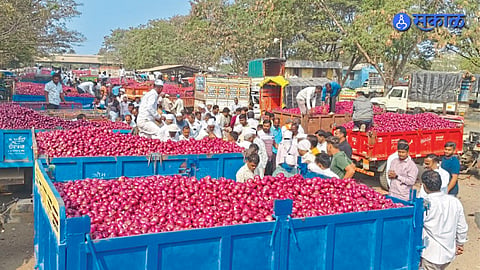 Onion Price Crash