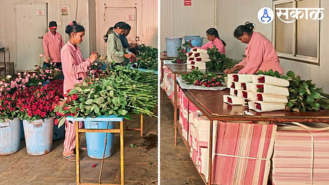 rose export