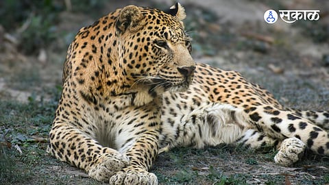 Fear Grips Koregaon Mul After Leopard Kills Cow and Sheep
