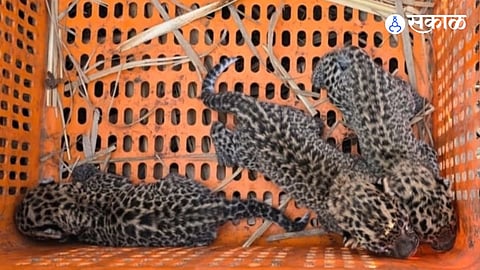 leopard cubs in sugarcane field