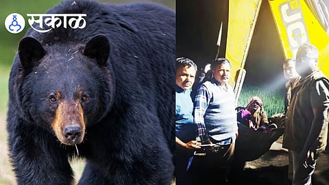 Bear Attack on Farmers Near Kinwat Forest in Nanded District