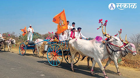 Bullock Carts for veer yatra