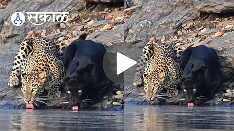 Bhadra Tiger Reserve Video