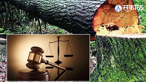 Trees Cutting For Thane Elevated Road