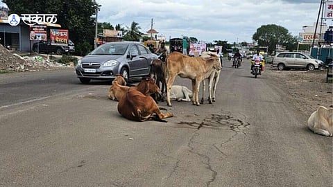 Stray cattle spotted on a busy highway