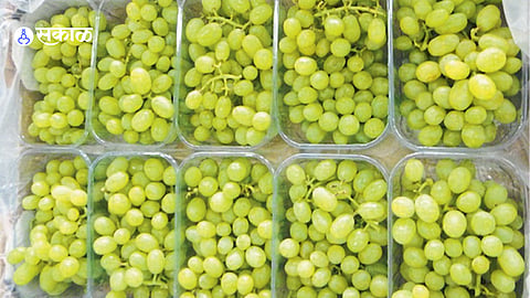 Fresh grapes