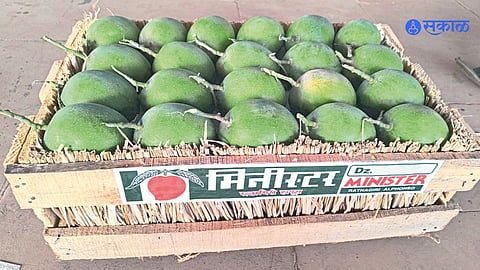 Konkan mango season price update