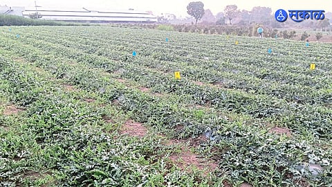 fruit farming