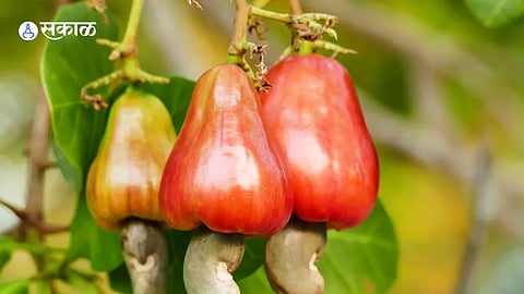 Cashew storage warehouse project