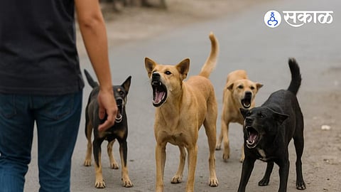 Stray Dogs Attack
