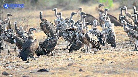 A rare sight of a vulture