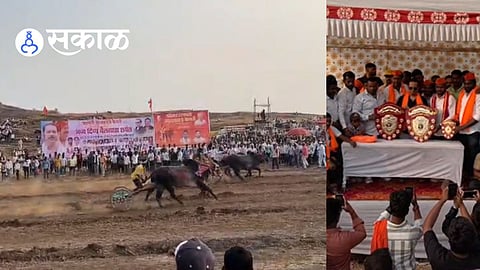 Udayanraje Kesari Bullock Cart Race in Satara