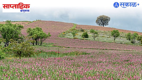Kaas Plateau Flower Valley