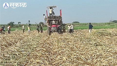 Sugarcane