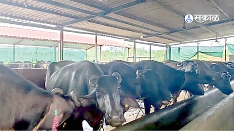 Livestock farmers