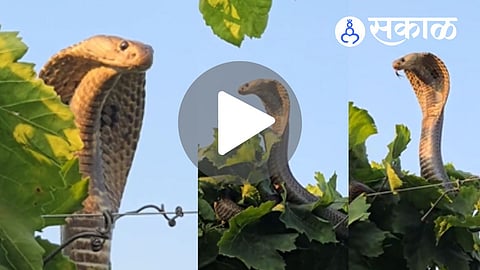 Cobra Found in Grapes Farm in Sangli
