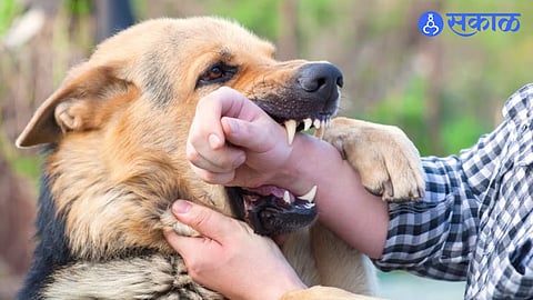 Dog Bite