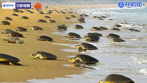 Marine Conservation