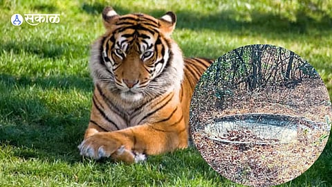 Wild animals search for water