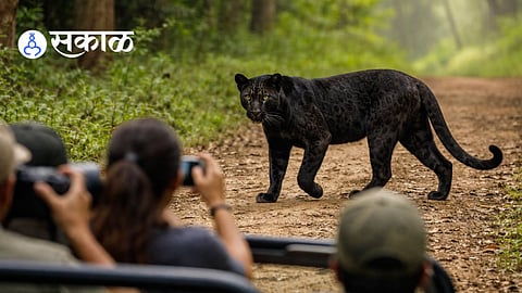 Chandoli forest leopard video