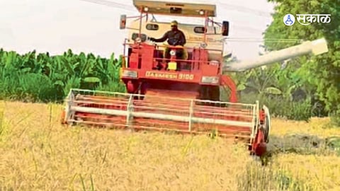 Labour Shortage Hits Traditional Harvesting