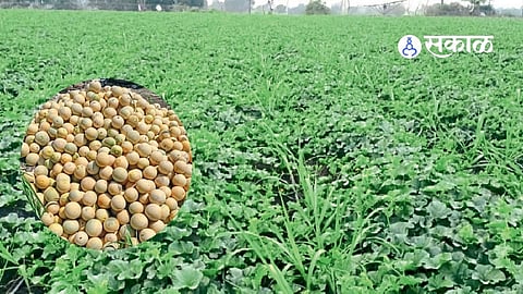 Jalna Watermelon Intercrop