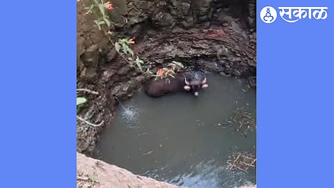 Gaur