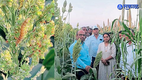 Jowar Crop