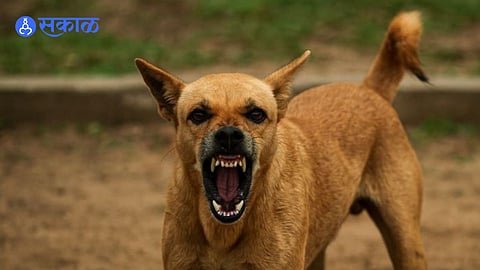 Stray Dog Attack